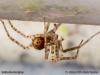 malthonica_ferruginea_2014_10_11_5