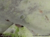 malthonica_ferruginea_2014_10_11_6