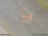malthonica_ferruginea_2014_10_11_7