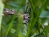 pisaura_mirabilis_2011_07_16_1