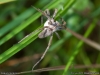 pisaura_mirabilis_2011_07_16_2