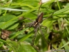 pisaura_mirabilis_2015_06_21_1