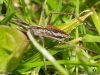 pisaura_mirabilis_2015_06_21_3