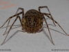 scytodes_thoracica_2015_07_23_3