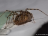 scytodes_thoracica_2015_07_23_5
