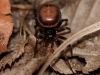 steatoda_bipunctata_2012_04_06_1