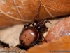 steatoda_bipunctata_2012_04_06_2