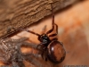 steatoda_bipunctata_2012_04_06_4