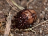 steatoda_bipunctata_2012_04_06_6