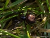 steatoda_bipunctata_2012_10_13_1