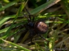 steatoda_bipunctata_2012_10_13_2