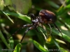 steatoda_bipunctata_2012_10_13_3