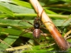 steatoda_bipunctata_2013_10_12_1