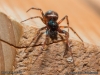 steatoda_bipunctata_2013_10_12_2