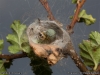 theridion_impressum_2013_08_05_1