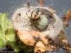 theridion_impressum_2013_08_05_2