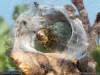 theridion_impressum_2013_08_05_3