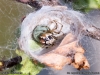 theridion_impressum_2013_08_05_4