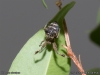 uloborus_plumipes_2013_06_29_1