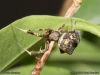 uloborus_plumipes_2013_06_29_2