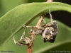 uloborus_plumipes_2013_06_29_3