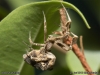 uloborus_plumipes_2013_06_29_4