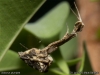 uloborus_plumipes_2013_06_29_5