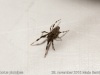 uloborus_plumipes_2015_11_29_1
