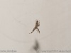 uloborus_plumipes_2015_11_29_2