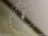 uloborus_plumipes_2015_12_24_1