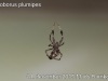 uloborus_plumipes_2015_12_24_2