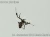 uloborus_plumipes_2015_12_24_3