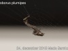 uloborus_plumipes_2015_12_24_5