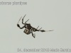 uloborus_plumipes_2015_12_24_6