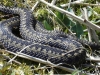vipera_berus_2009_04_09_1
