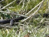 vipera_berus_2009_04_09_2