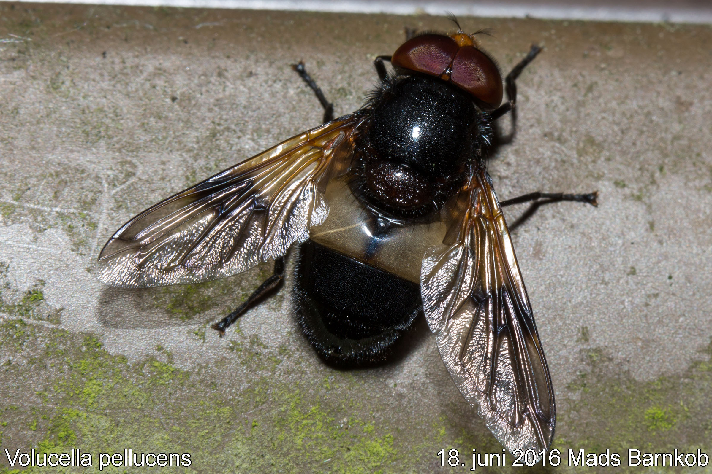 volucella_pellucens_2016_06_18_1