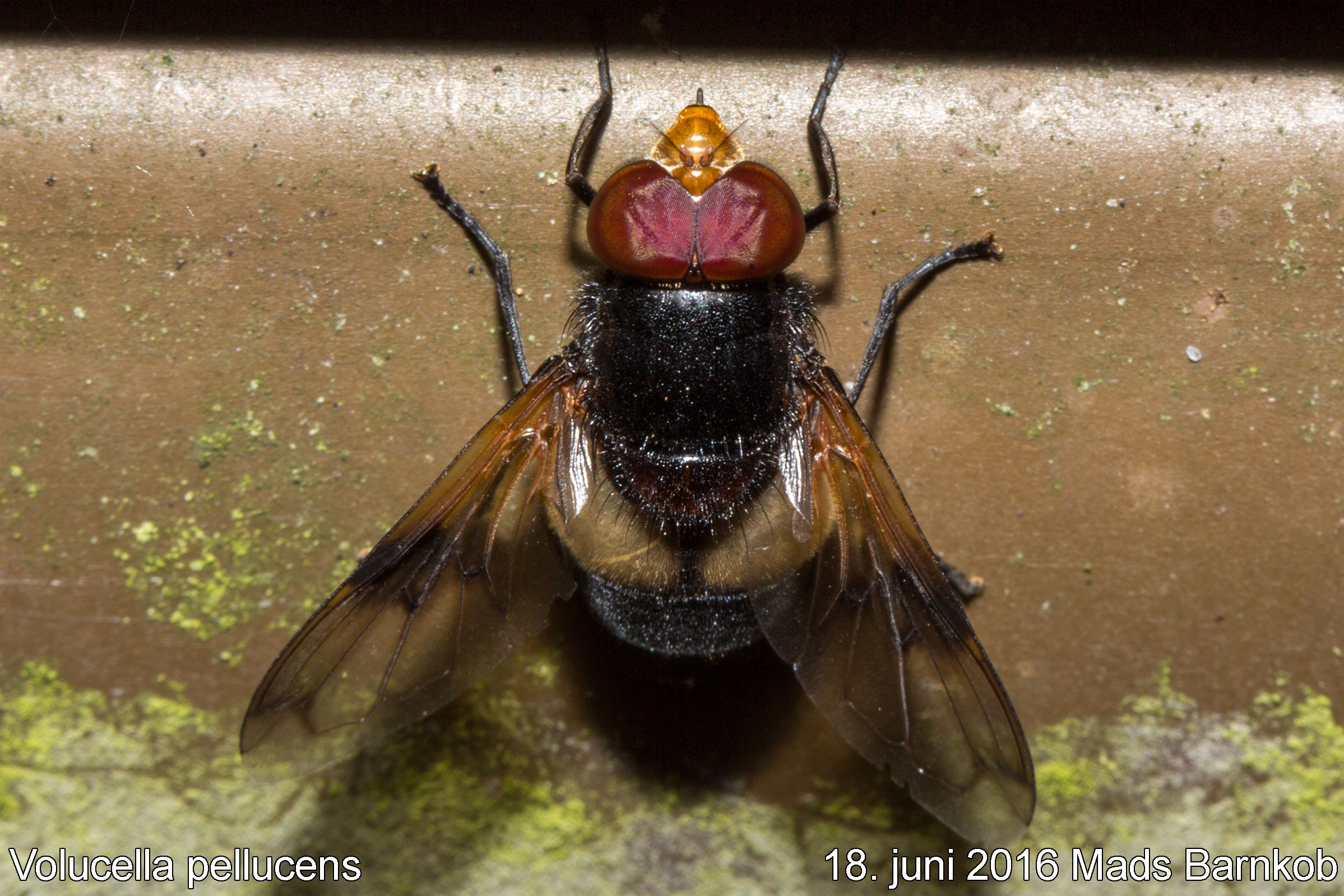 volucella_pellucens_2016_06_18_2