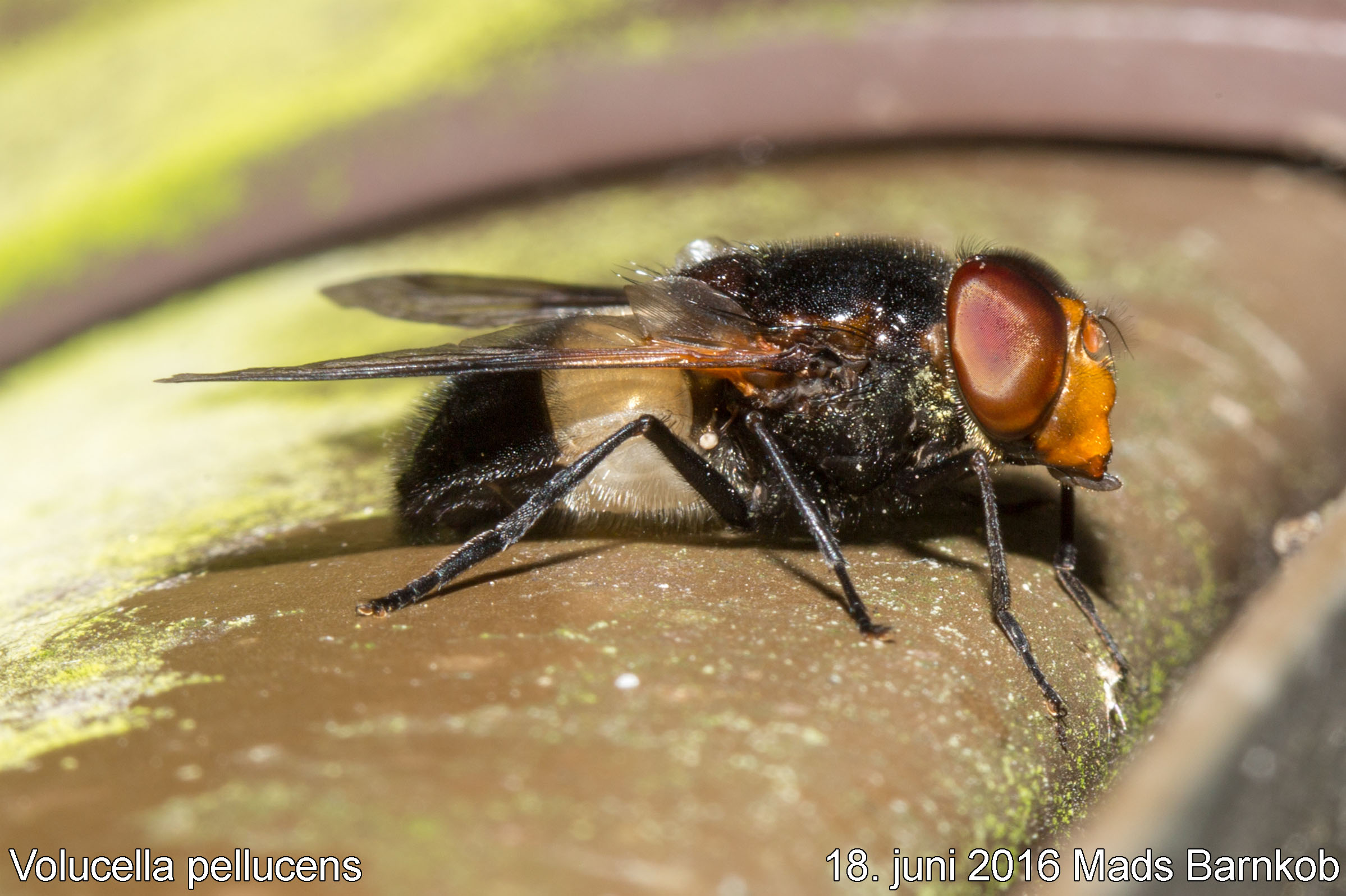 volucella_pellucens_2016_06_18_3